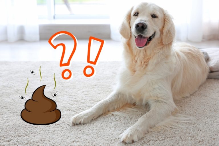 How to Clean Dog Poop Out of Carpet