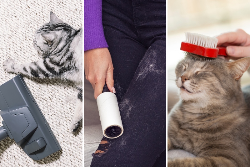 use vacuum, lint roller and brush for pet hair