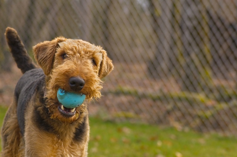 Airedale terrier with squeaky dog toy in mouth