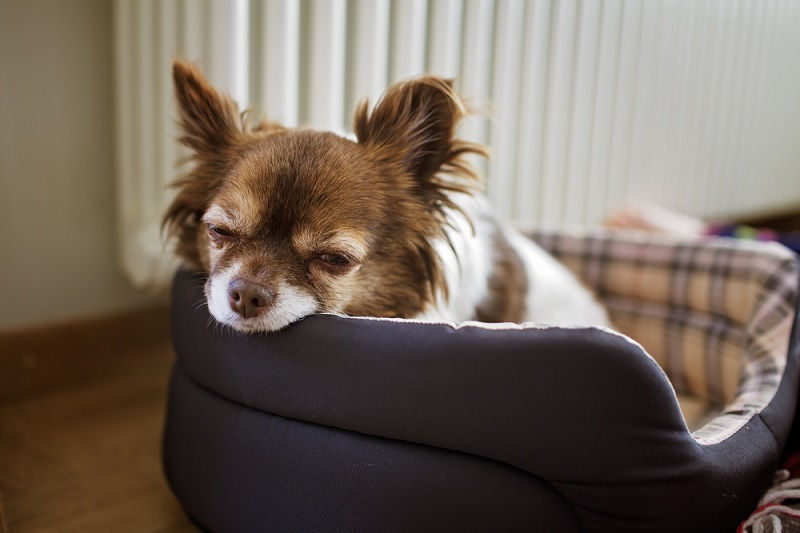 Chihuahua in dog bed