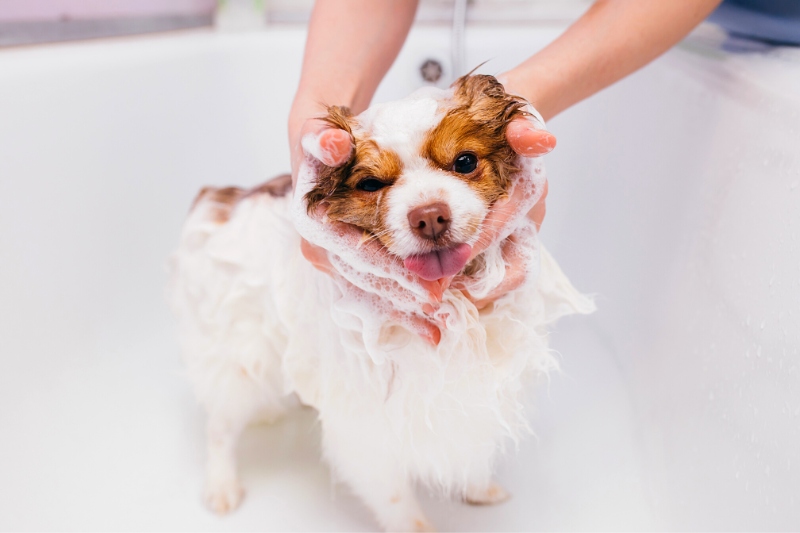 bathing pet
