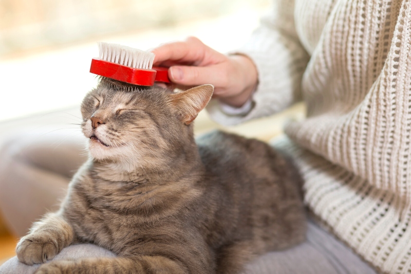 brush pet hair