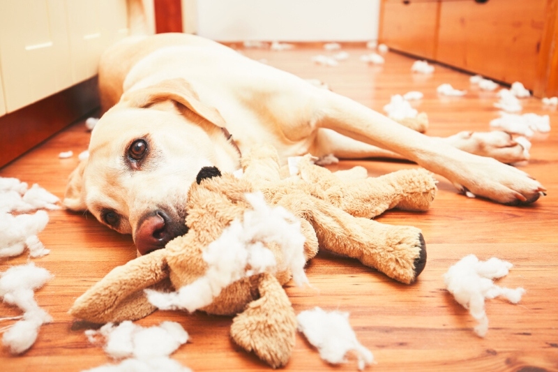 damaged dog toy with stuffing out