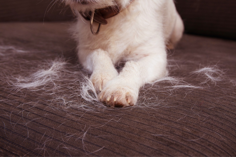 dog pet hair on couch