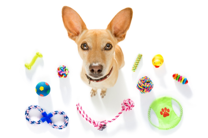 dog surrounded with dog toys