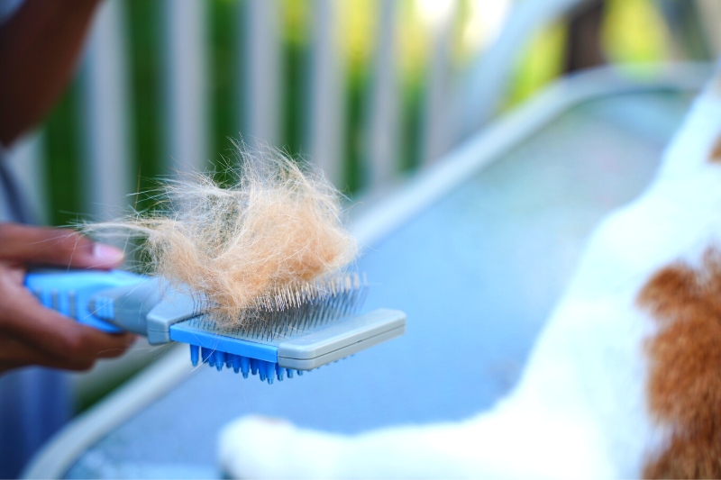 grooming brush with pet hair
