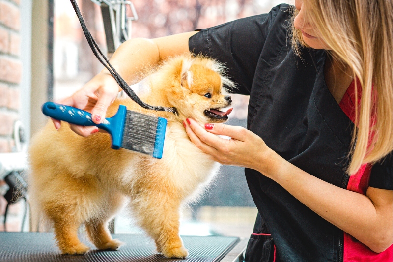 professional pet grooming
