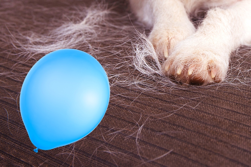 remove pet hair with balloon