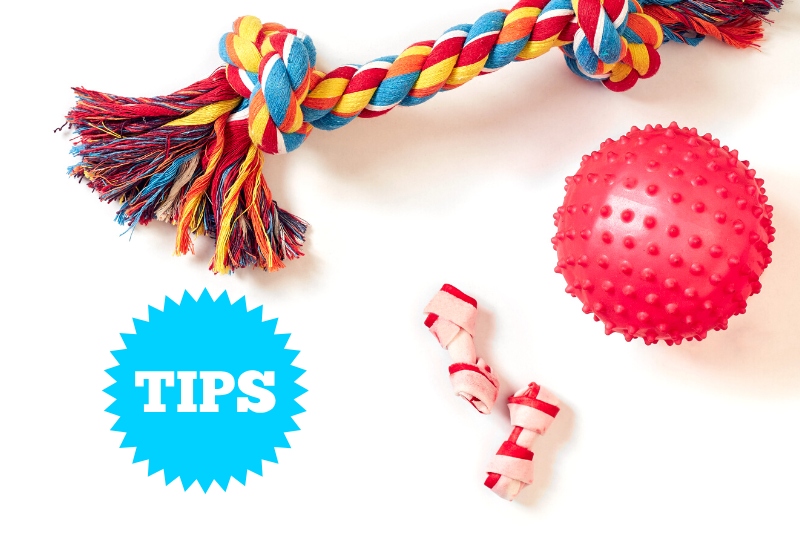 tips for washing dog toys