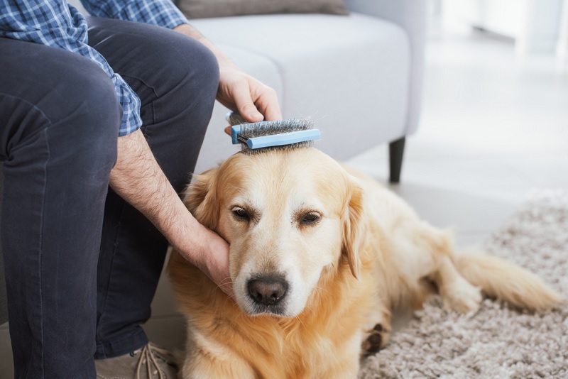 Man brushing dog