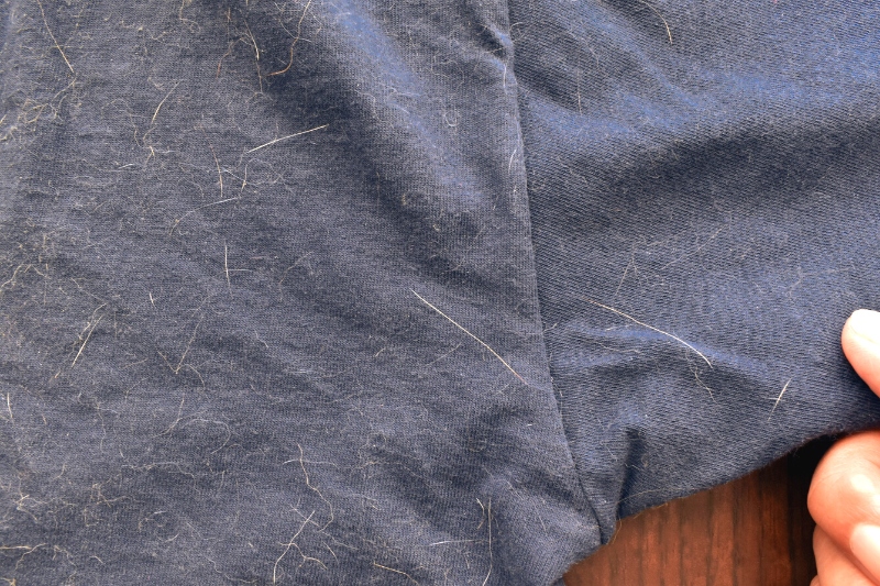 pet hair on clothes