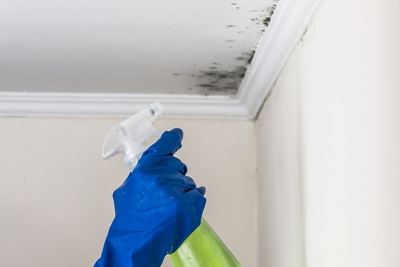 Cleaning ceiling mould