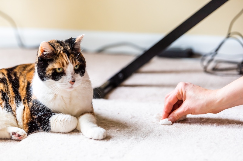blotting and absorbing cat pee on carpet