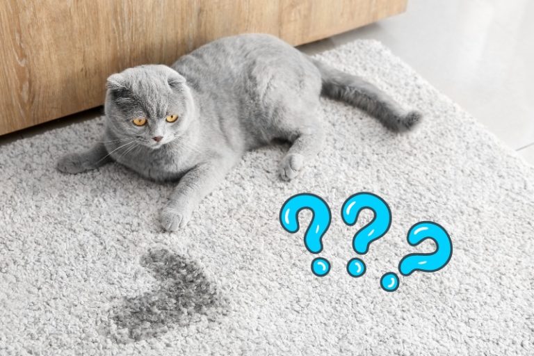 How to Clean Cat Pee Off a Carpet