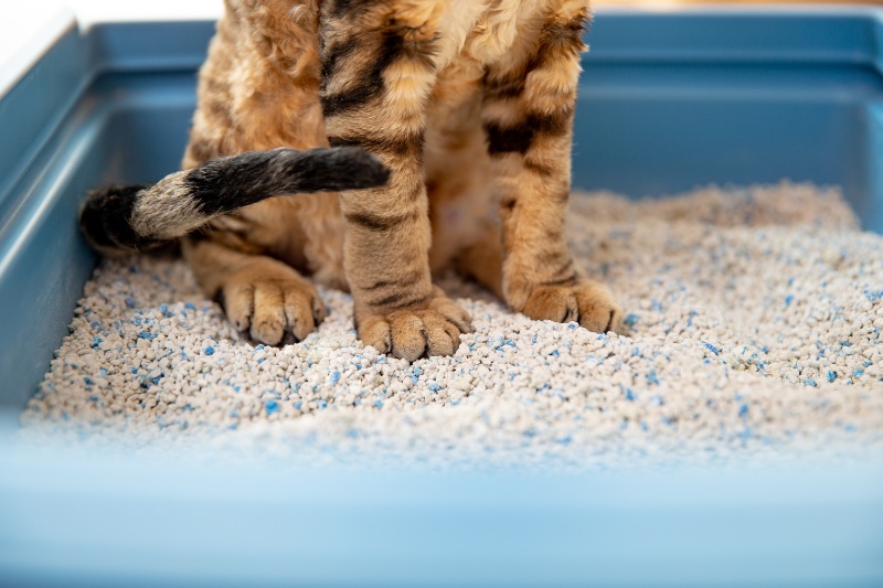 cat inside litter box