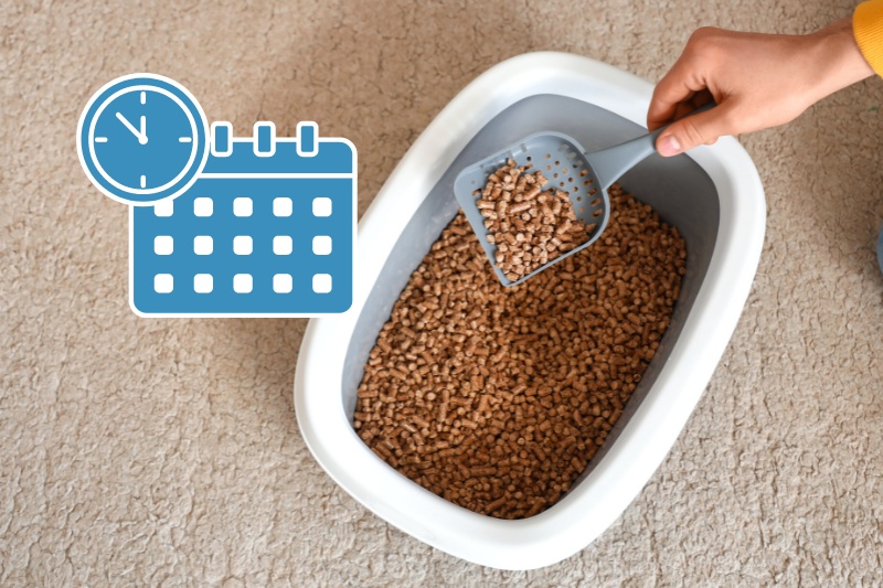 cat litter box and calendar