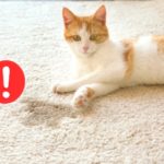 cat pee on carpet