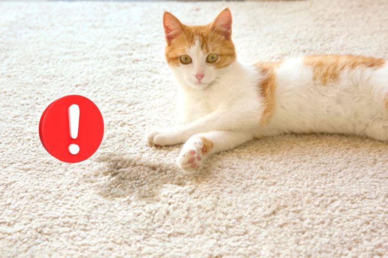 how-to-clean-cat-pee-off-a-carpet