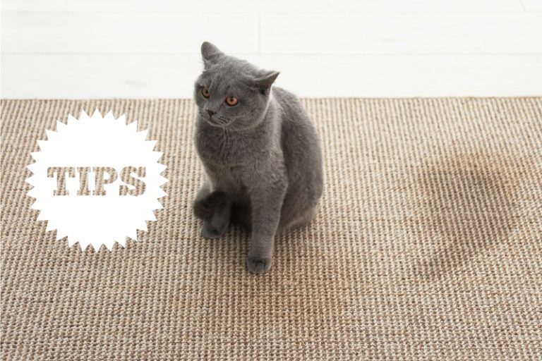 How to Clean Cat Pee Off a Carpet