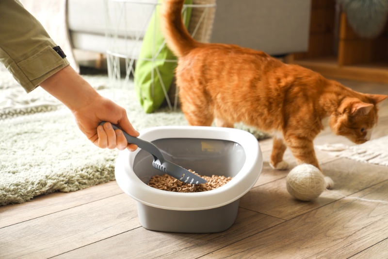 cleaning cat litter box