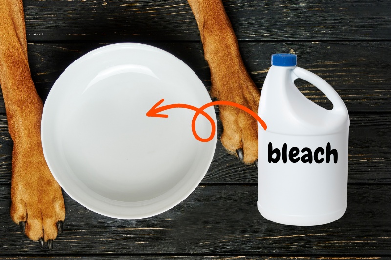 dog bowl and bleach