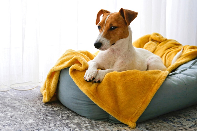 dog in dog bed with blanket