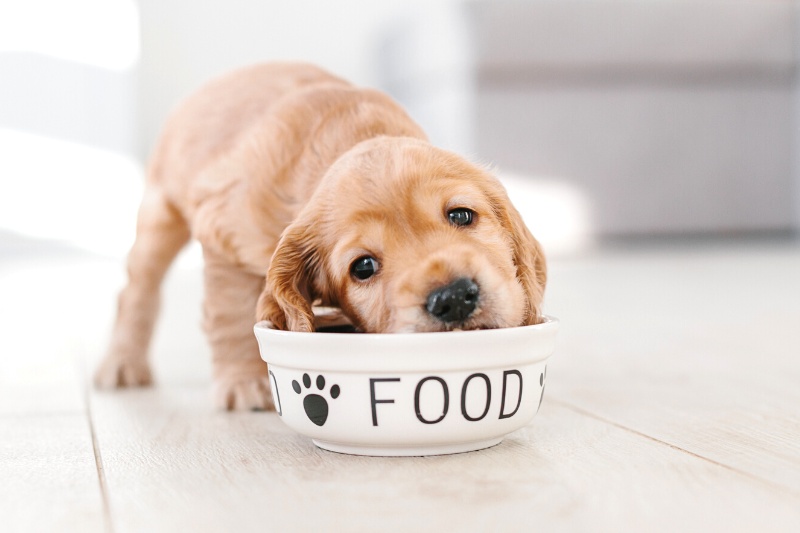 dog with food bowl