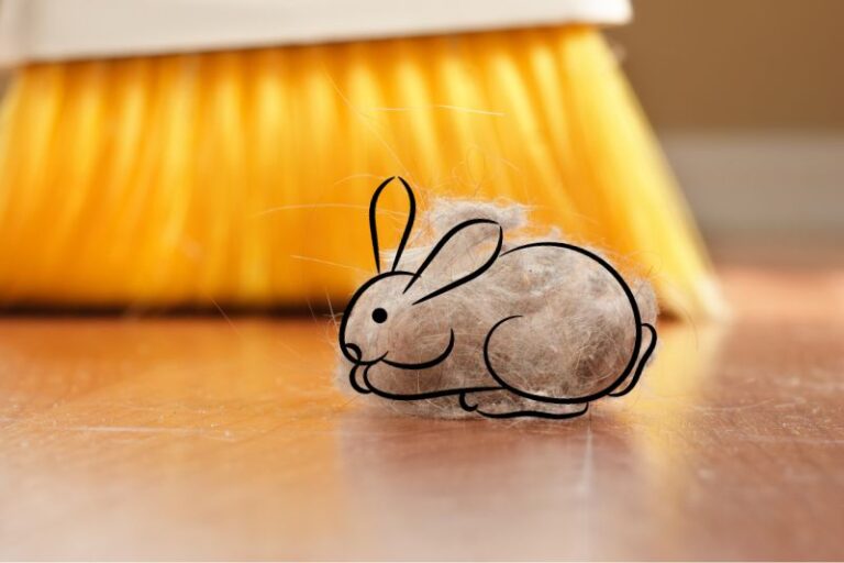 What Is a Dust Bunny?