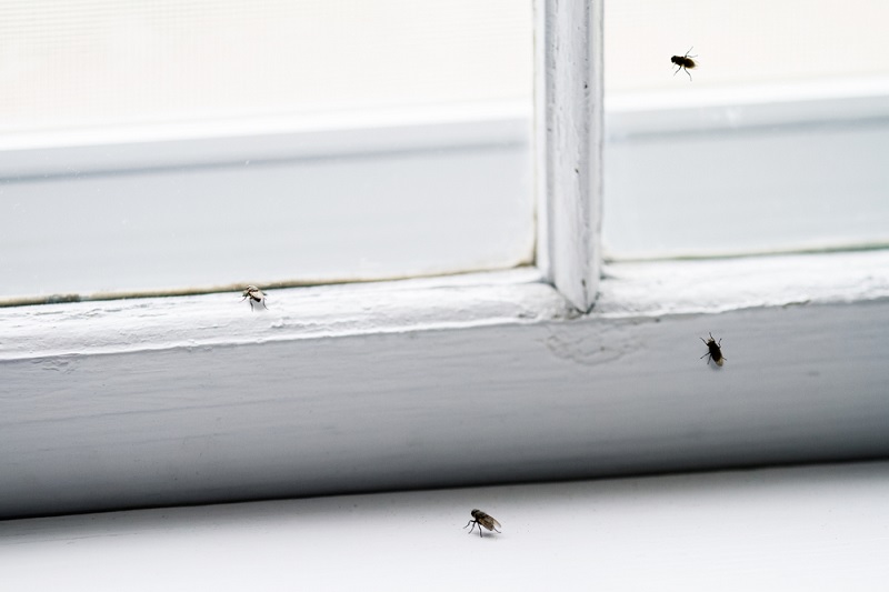 Flies inside windows