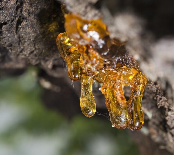 Tree sap