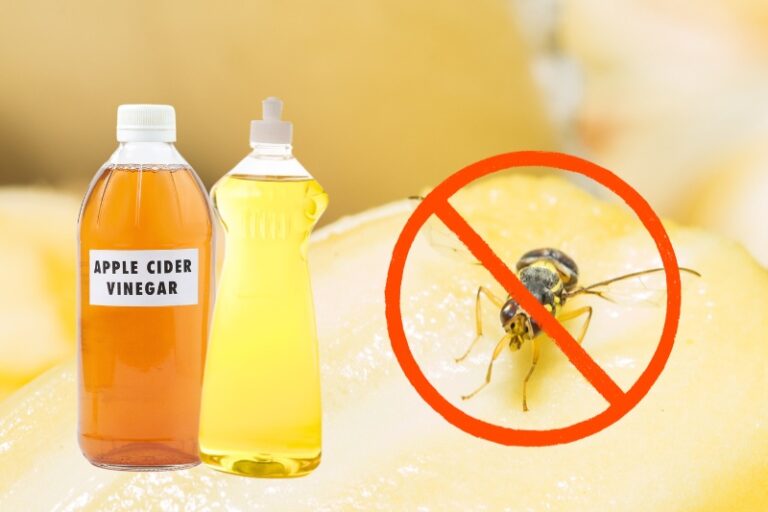 Getting Rid Of Fruit Flies With Apple Cider Vinegar
