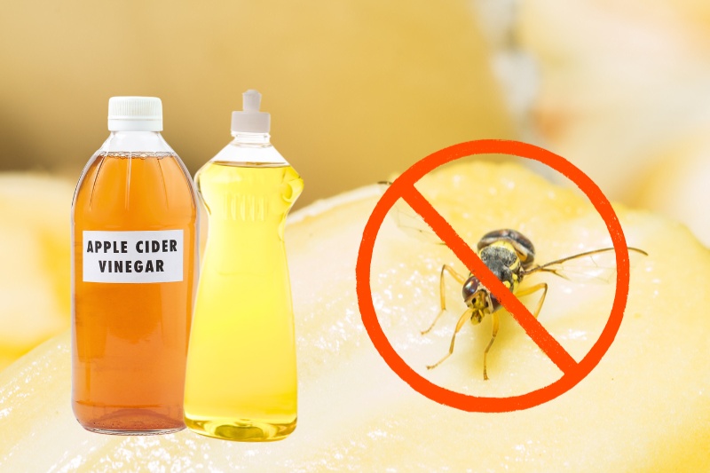 apple cider vinegar and washing up liquid against fruit flies