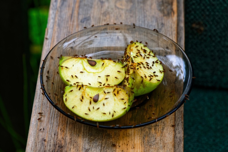 fruit flies on apple