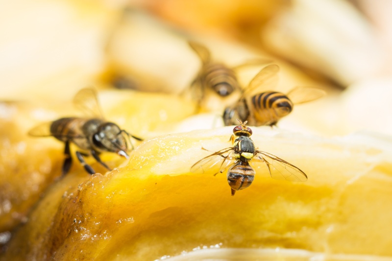 fruit flies on ripe jackfruit