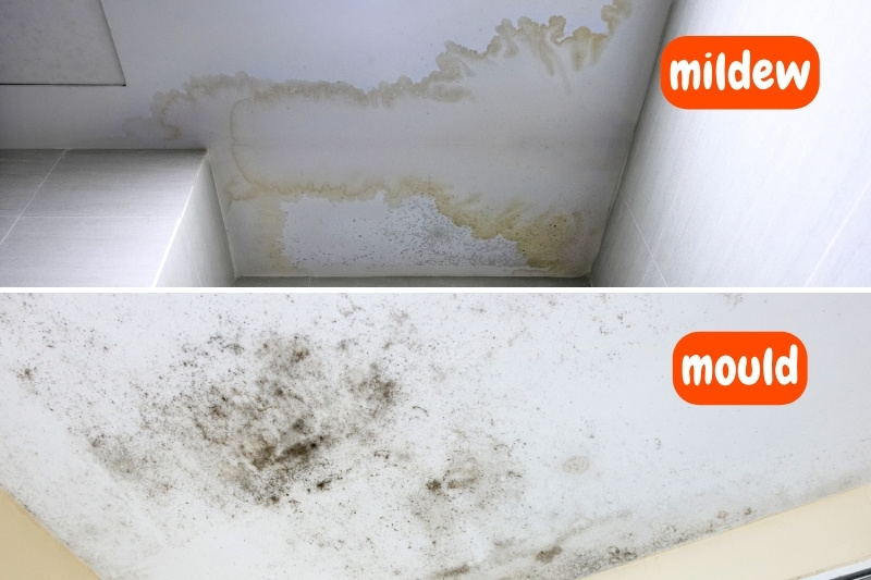mildew and mould