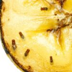 rotting banana with fruit flies