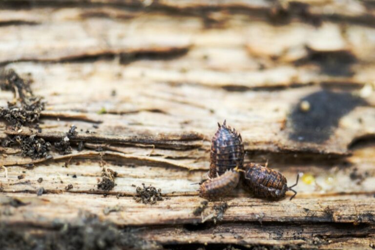 How to Get Rid of Woodlice