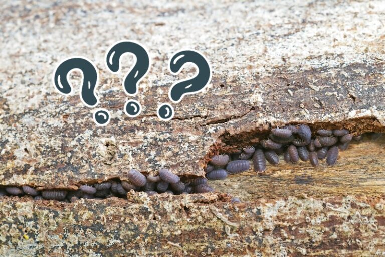 How to Get Rid of Woodlice