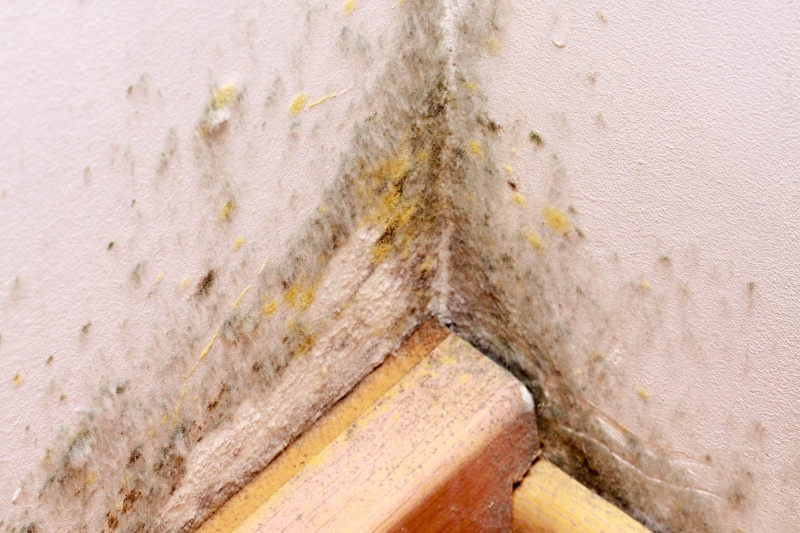 Mould and mildew growth