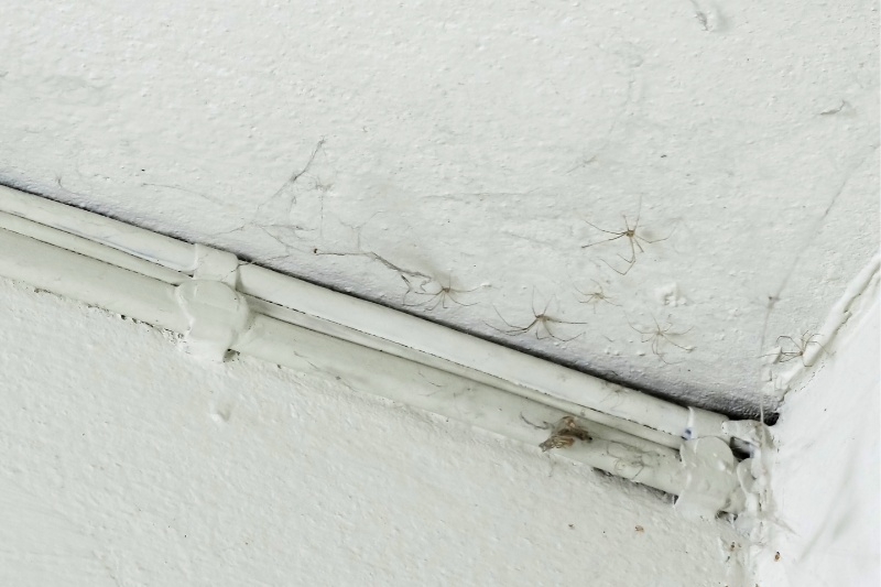 ceiling with spiders and cobwebs