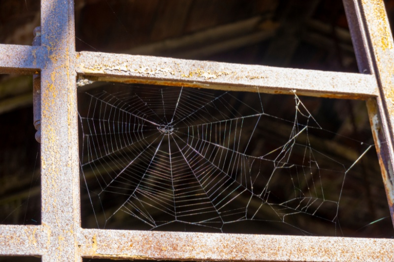 spider web on window