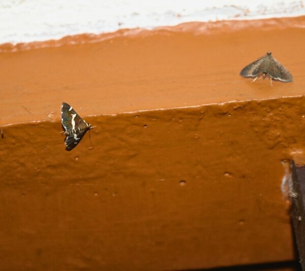 small moth at home