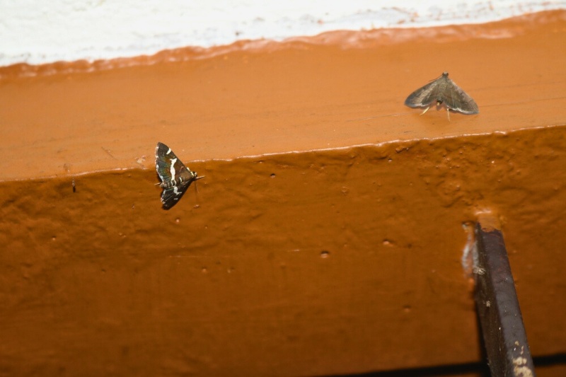 small moth at home