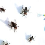 How to Make a Natural Fly Deterrent Spray Fly deterrent spray